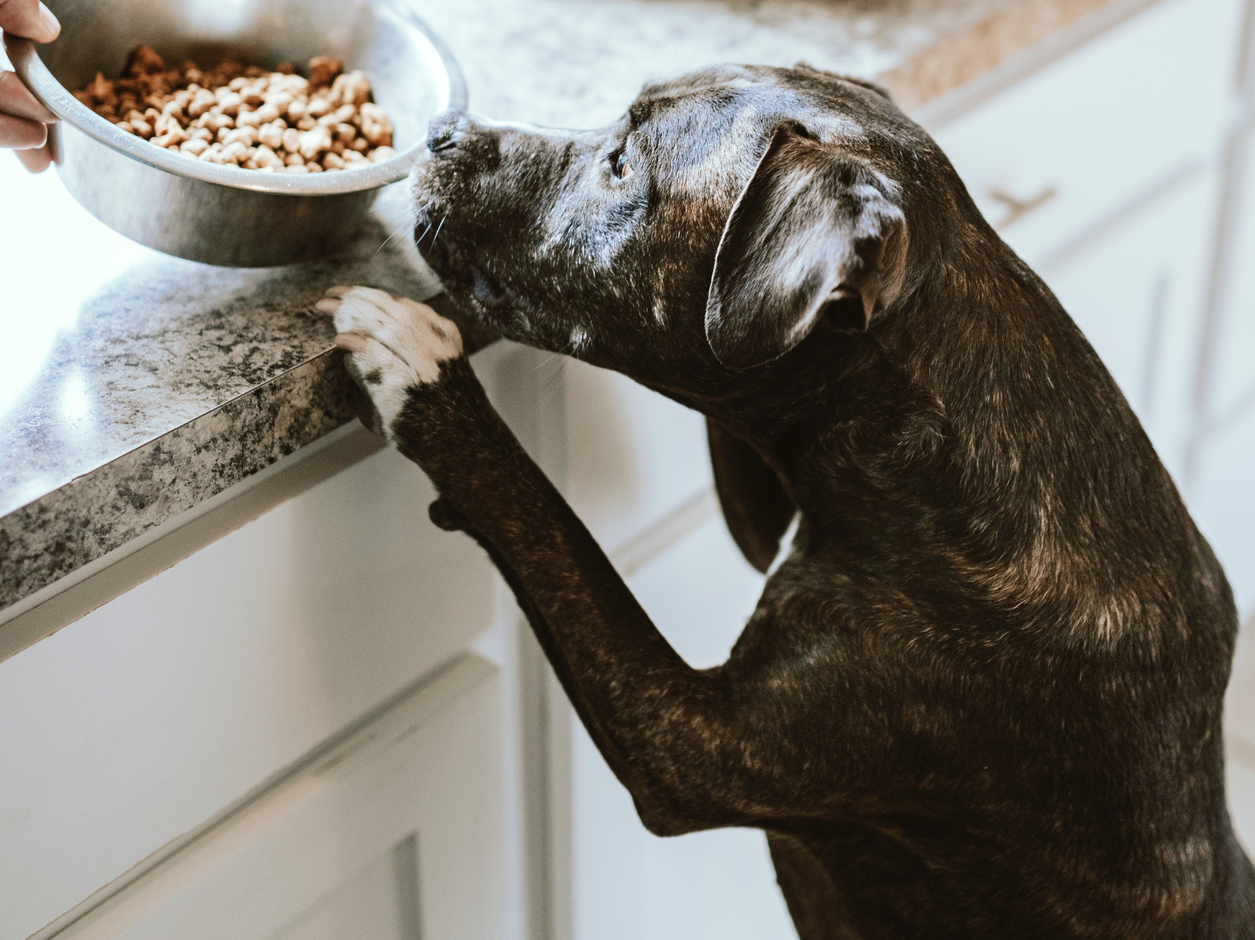 The dog food pyramid explained