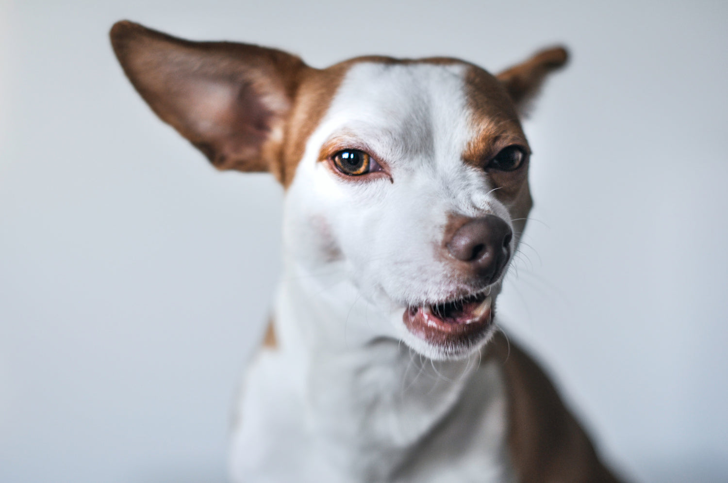 Dog hiccups explained