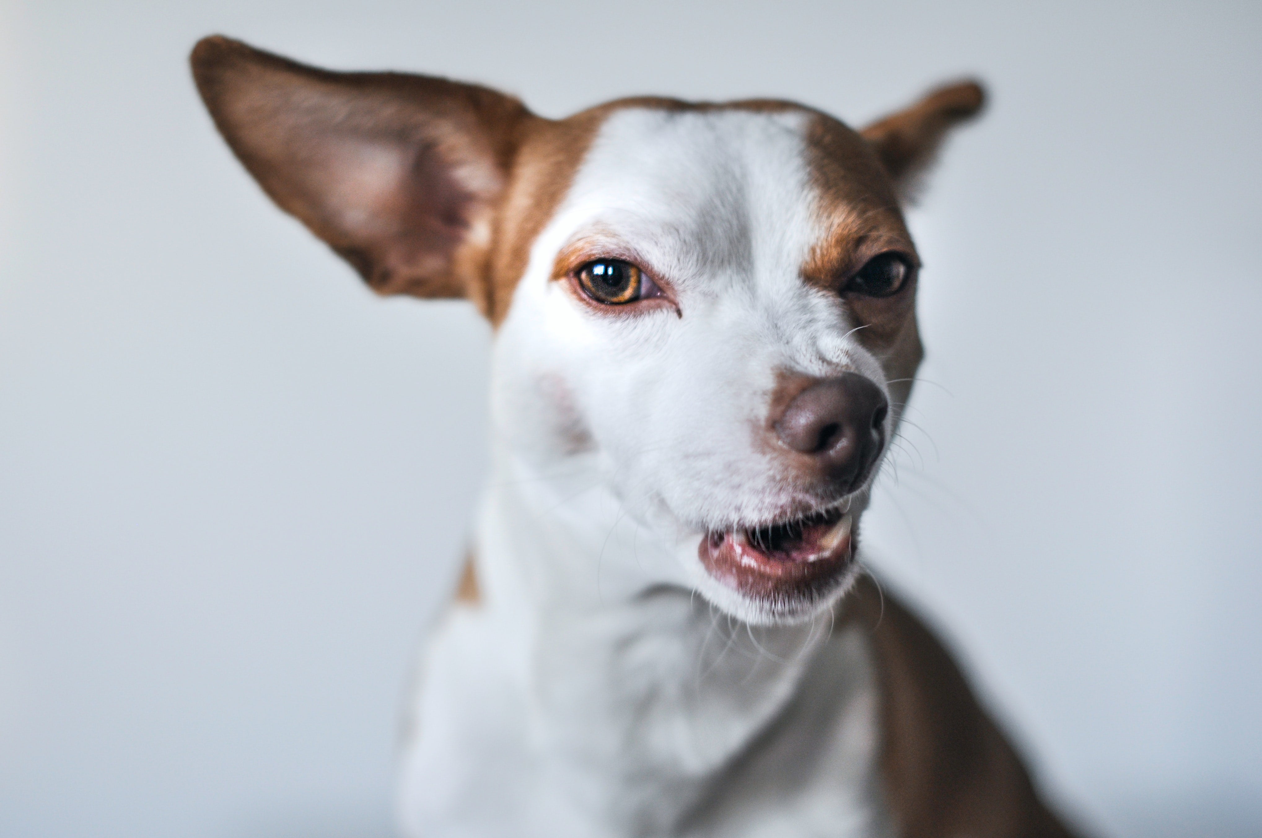 Dog hiccups explained