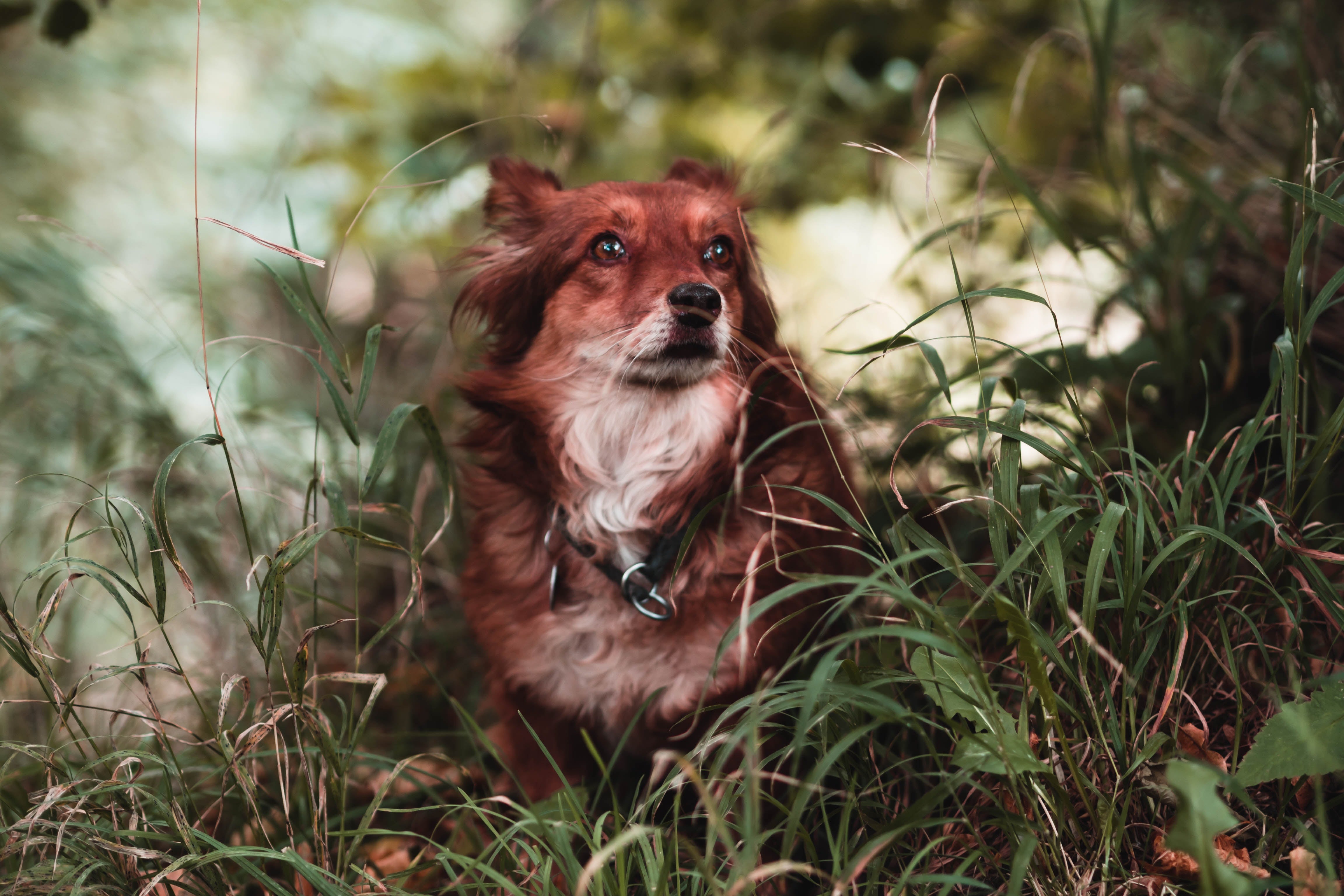 The Common Internal Dog Parasites and The Signs to Look Out For