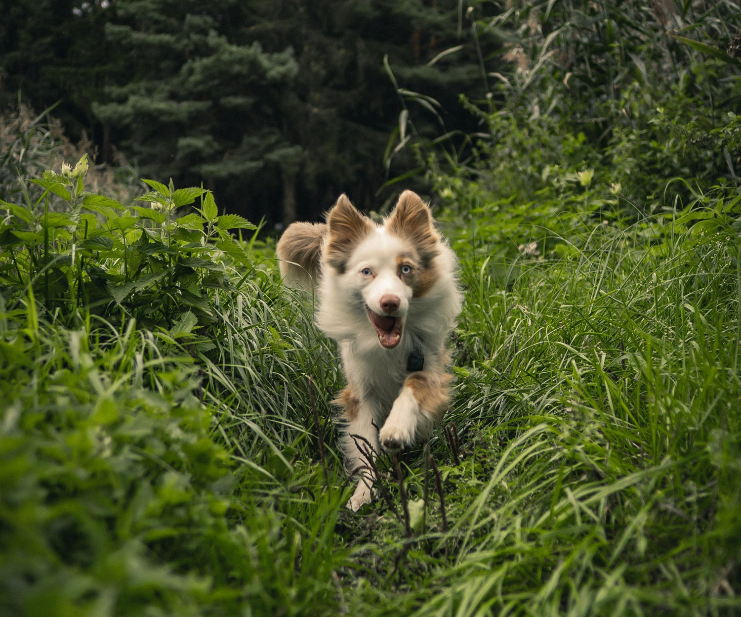 Happy dog in the grass, 3 Tips to Protect Your Dog From Fleas and Ticks
