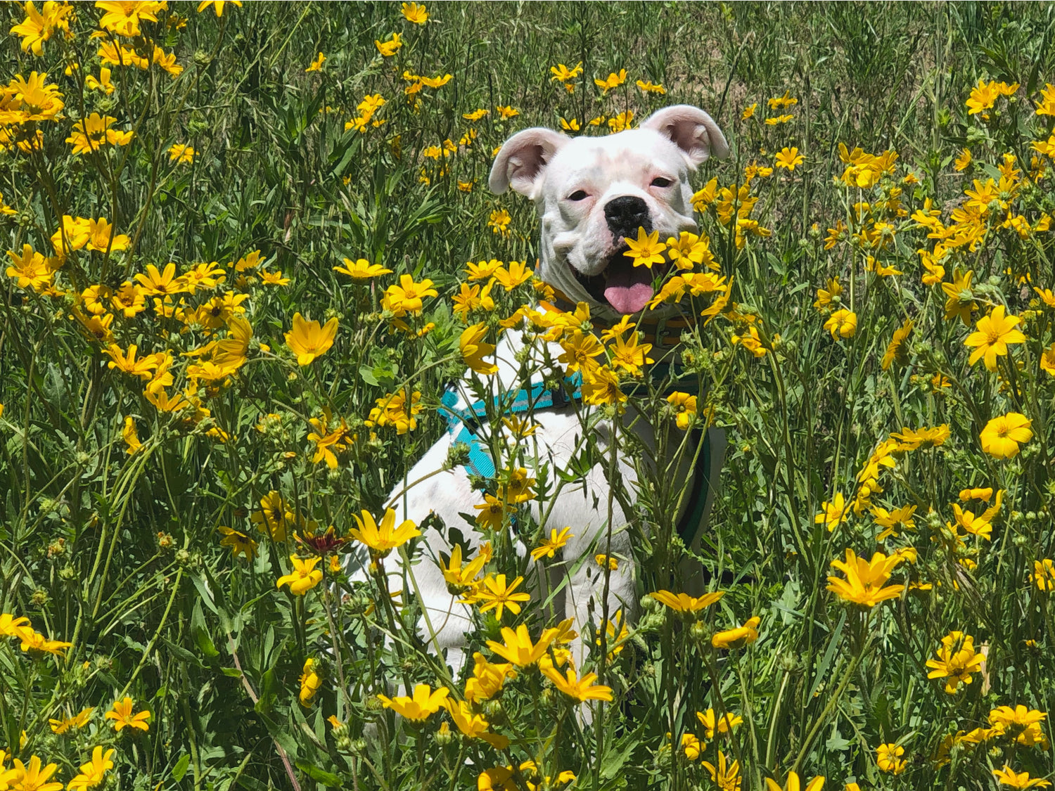 Dog with flowers, which flowers and trees are poisonous to dogs