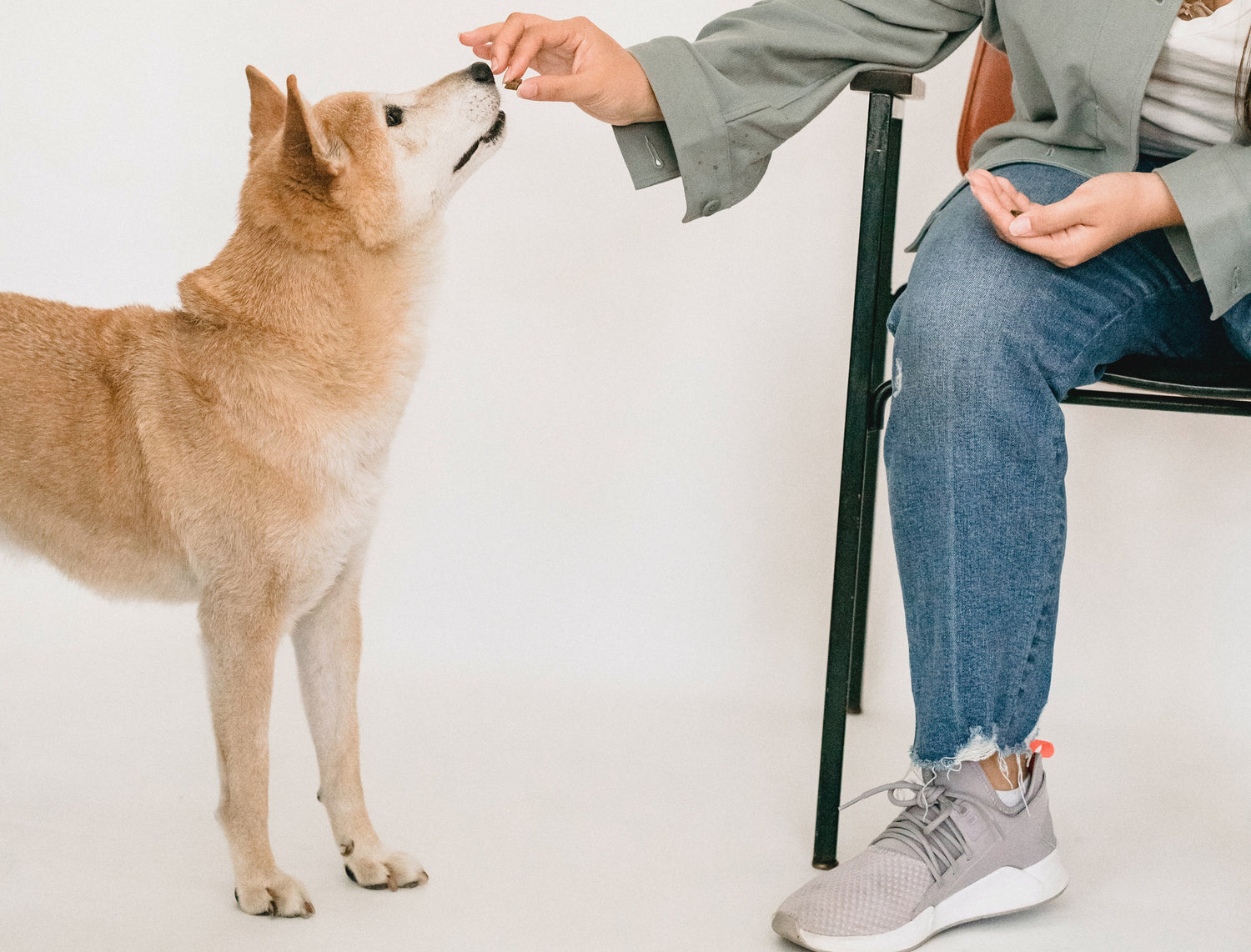 How do dogs taste food?