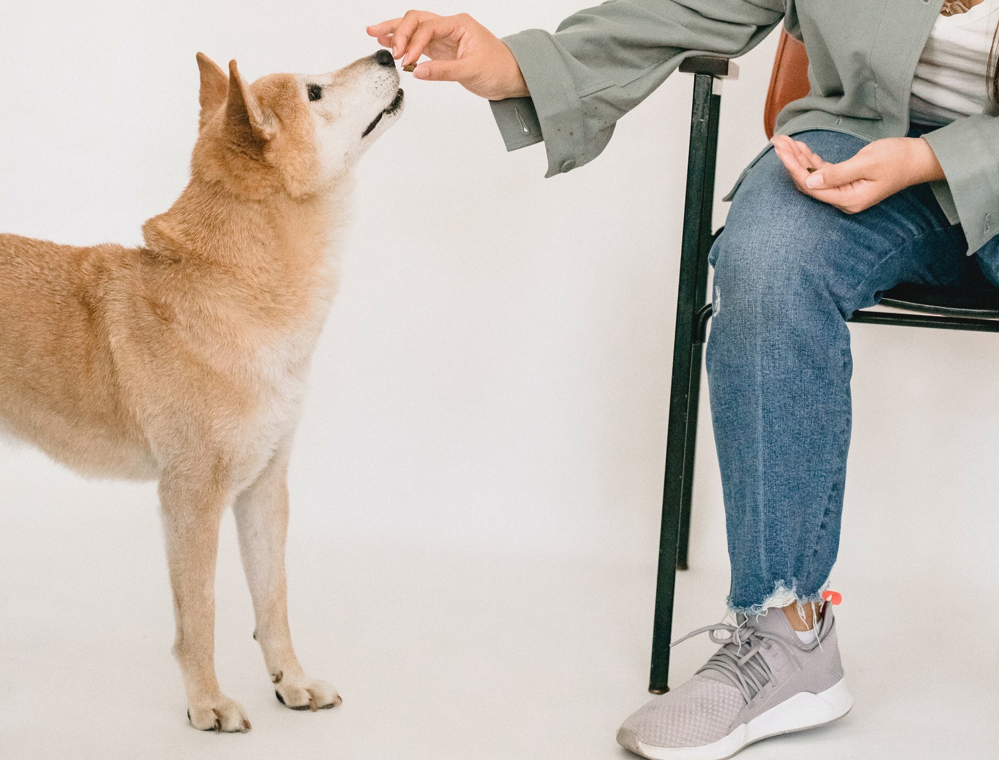 How do dogs taste food?