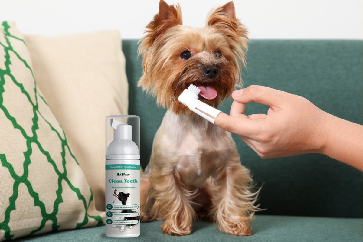 how to clean dogs teeth, dog toothpaste