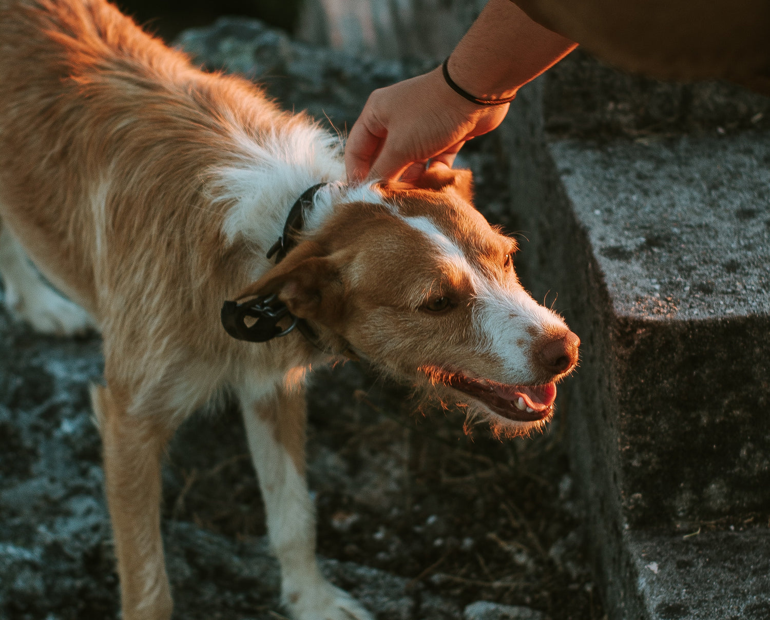 How to teach your dog to stop barking