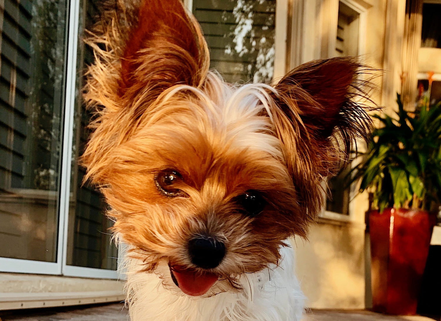 MyPetSays FAQ: is large breed puppy food different to puppy food (+other questions answered)