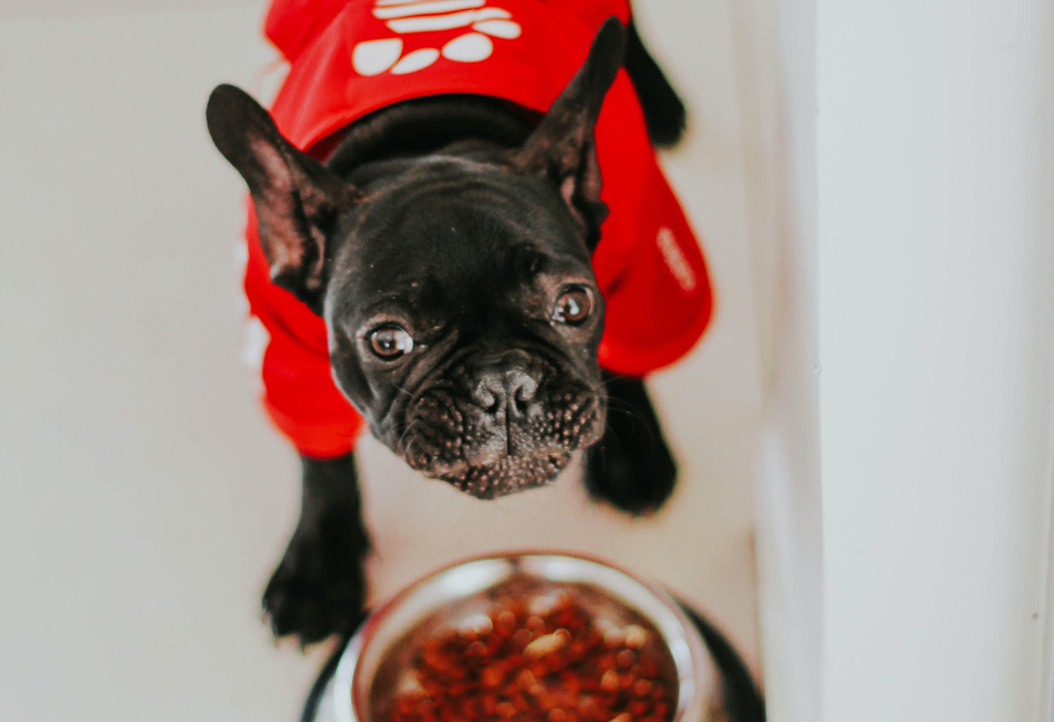 Feeding a dog during the winter