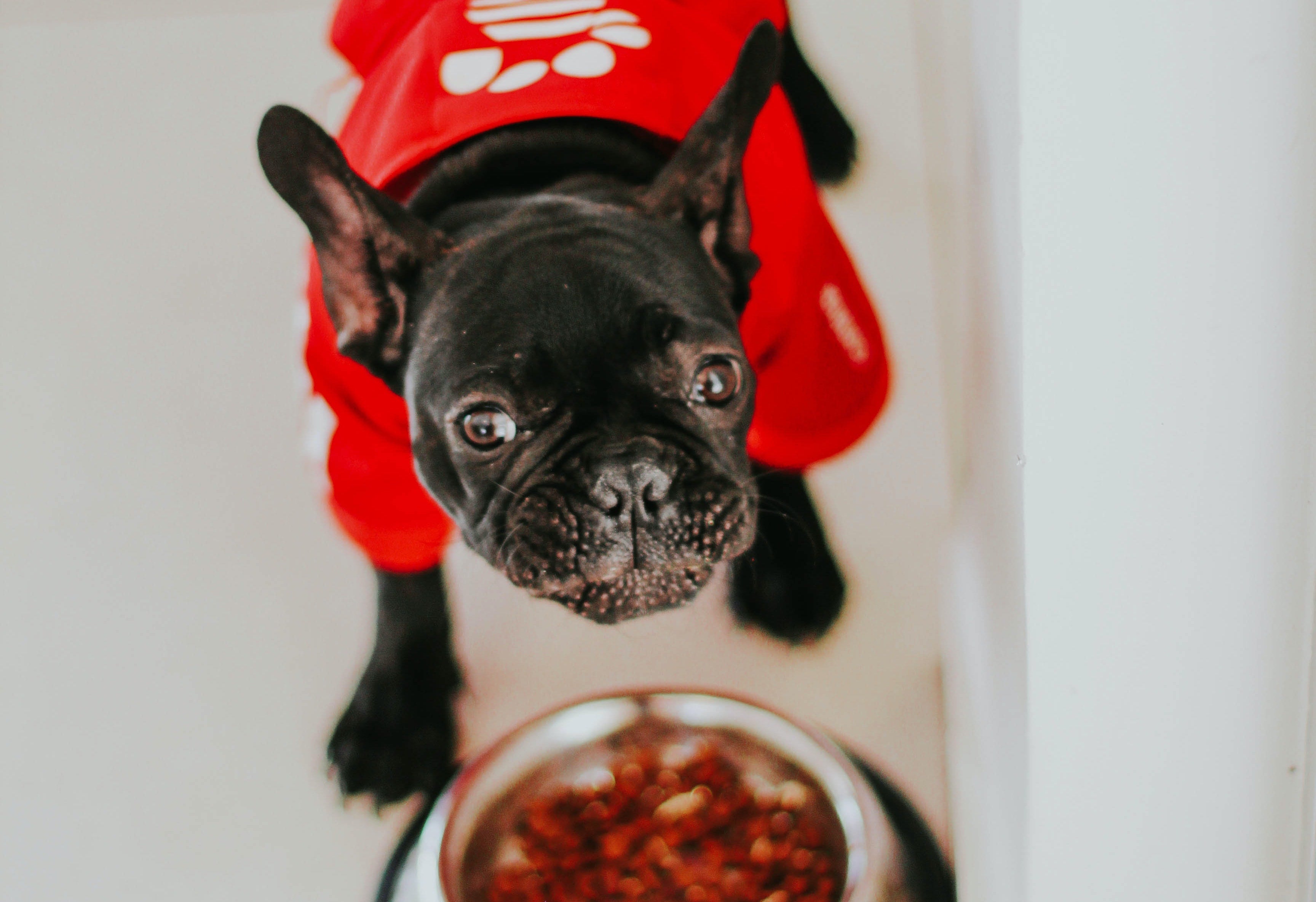 Feeding a dog during the winter