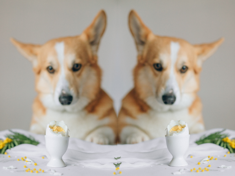 Can dogs eat eggs?