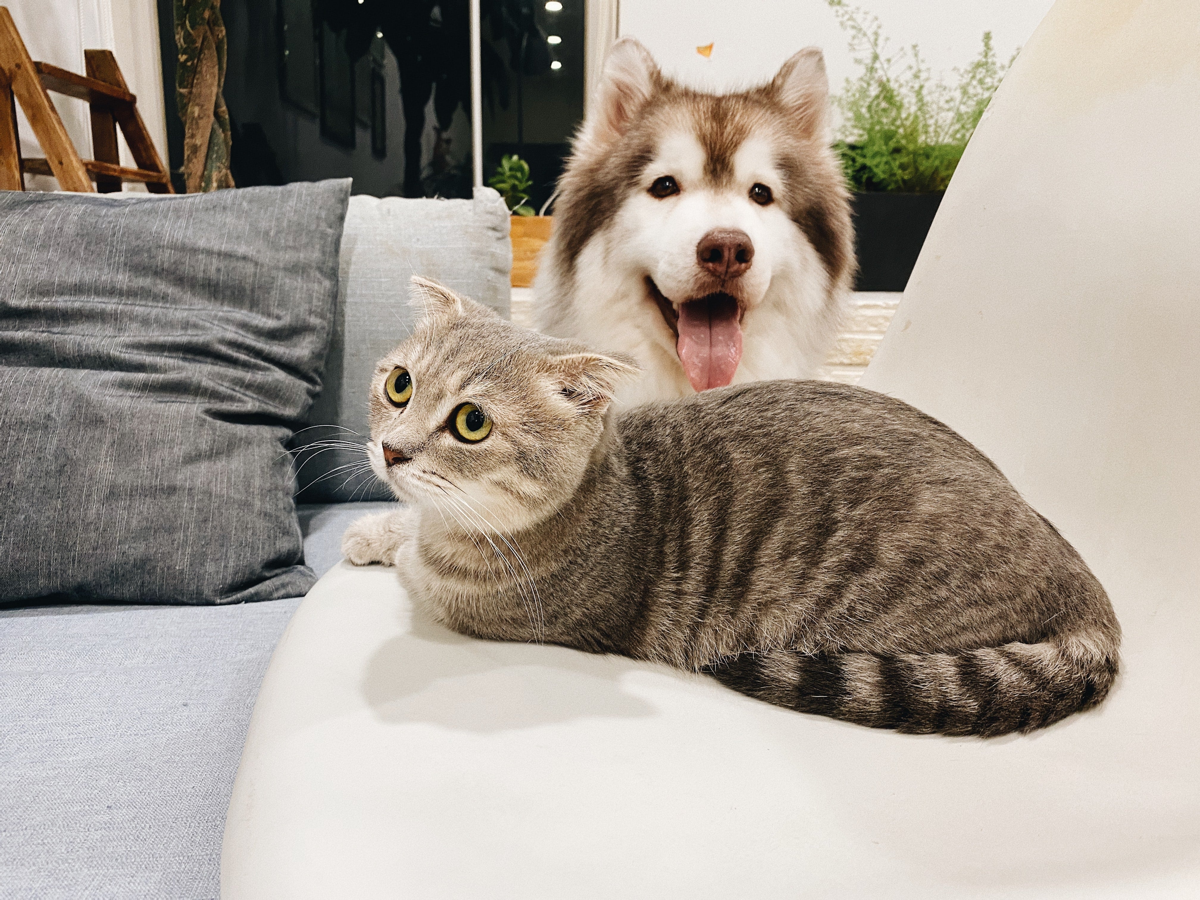 MyPetSays FAQ: answering your questions about MyPetSays pet food!