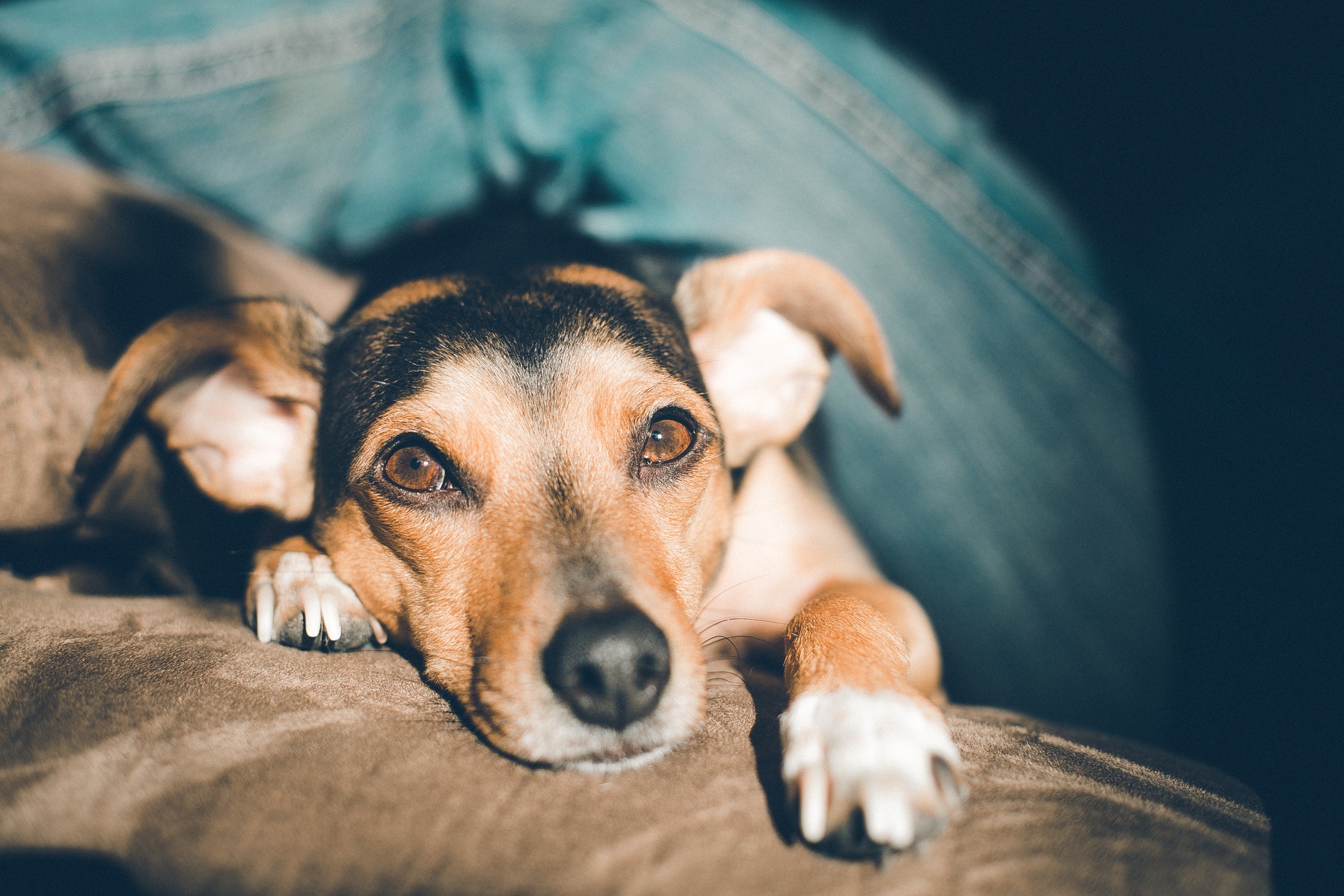 MyPetSays FAQ Part 2!