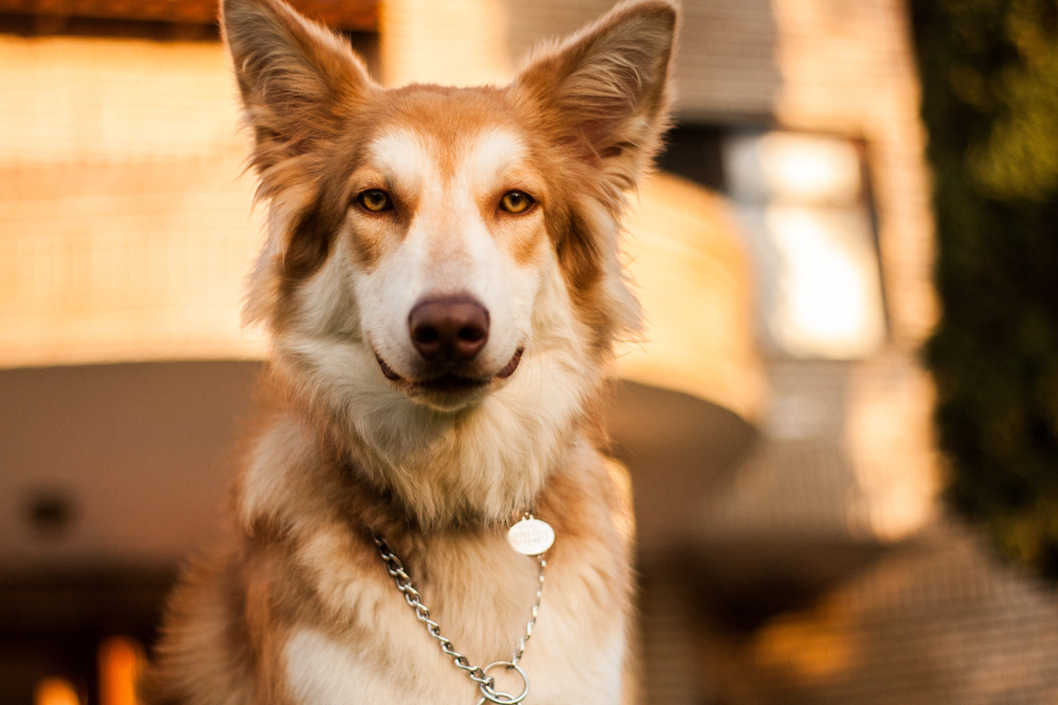 MyPetSays food: approved by vets, loved by pets!