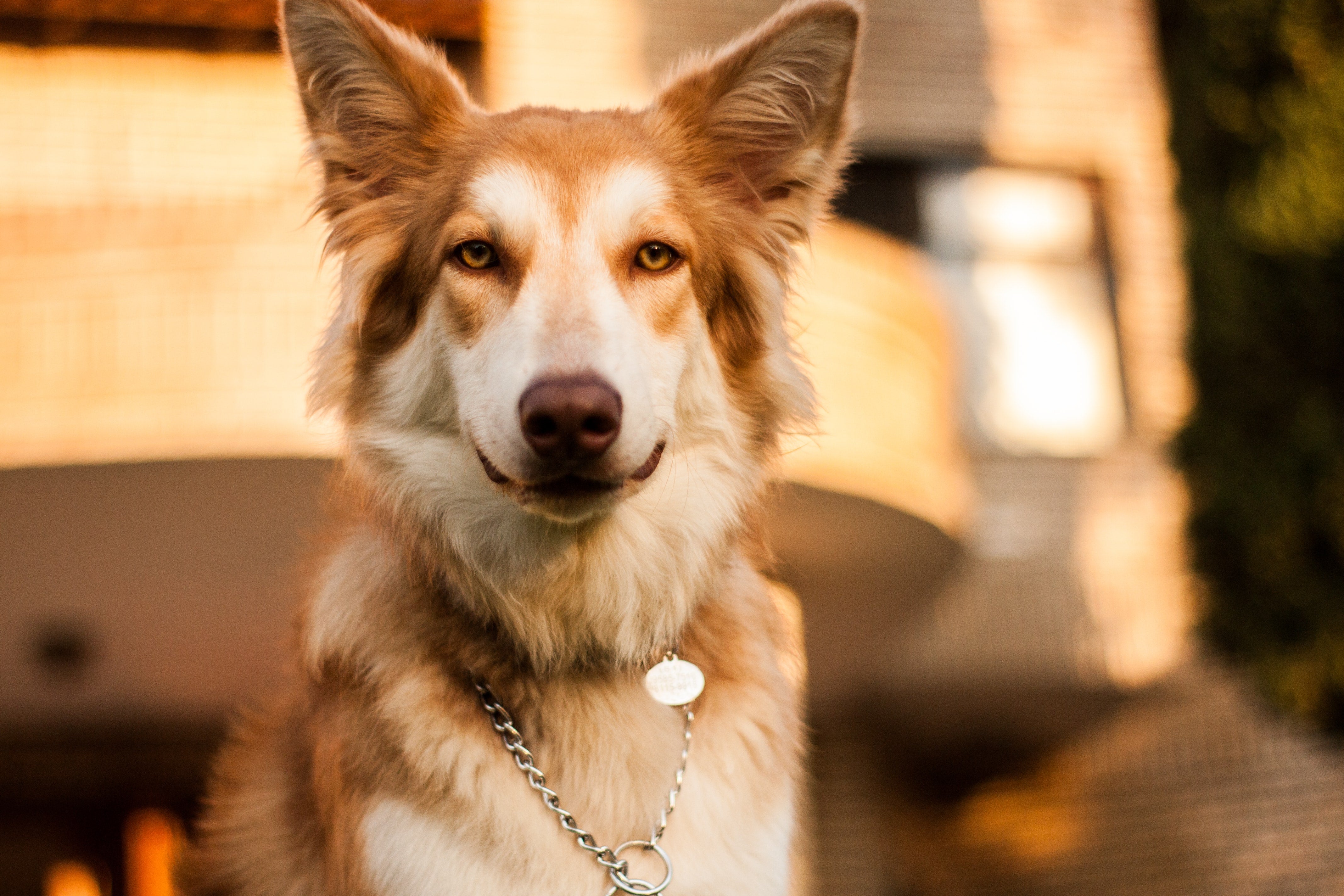 MyPetSays food: approved by vets, loved by pets!