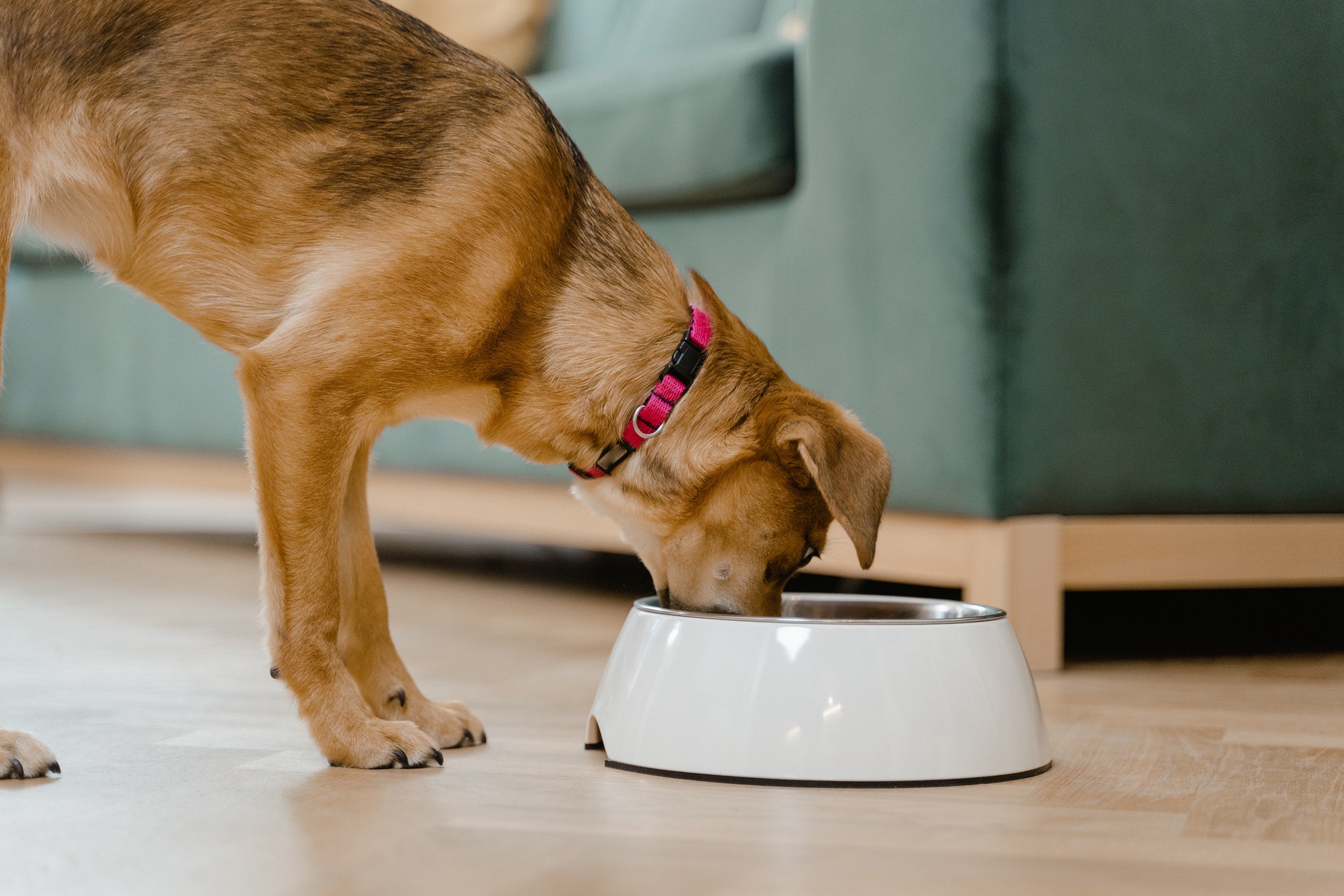 MyPetSays new recipe: Grain Free Rabbit with Turkey, Sweet Potato and Blackberry