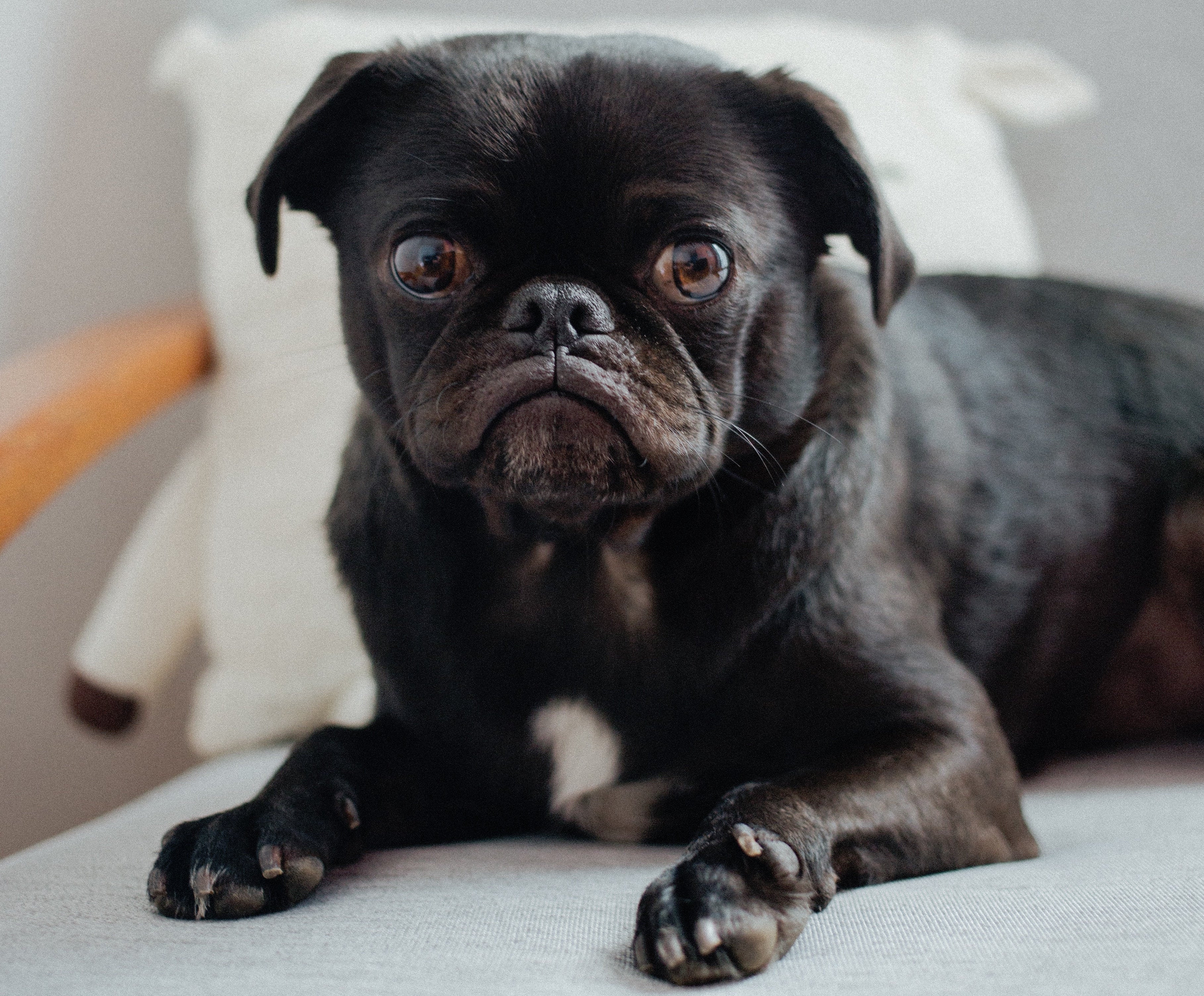 Long haired clearance pug puppies