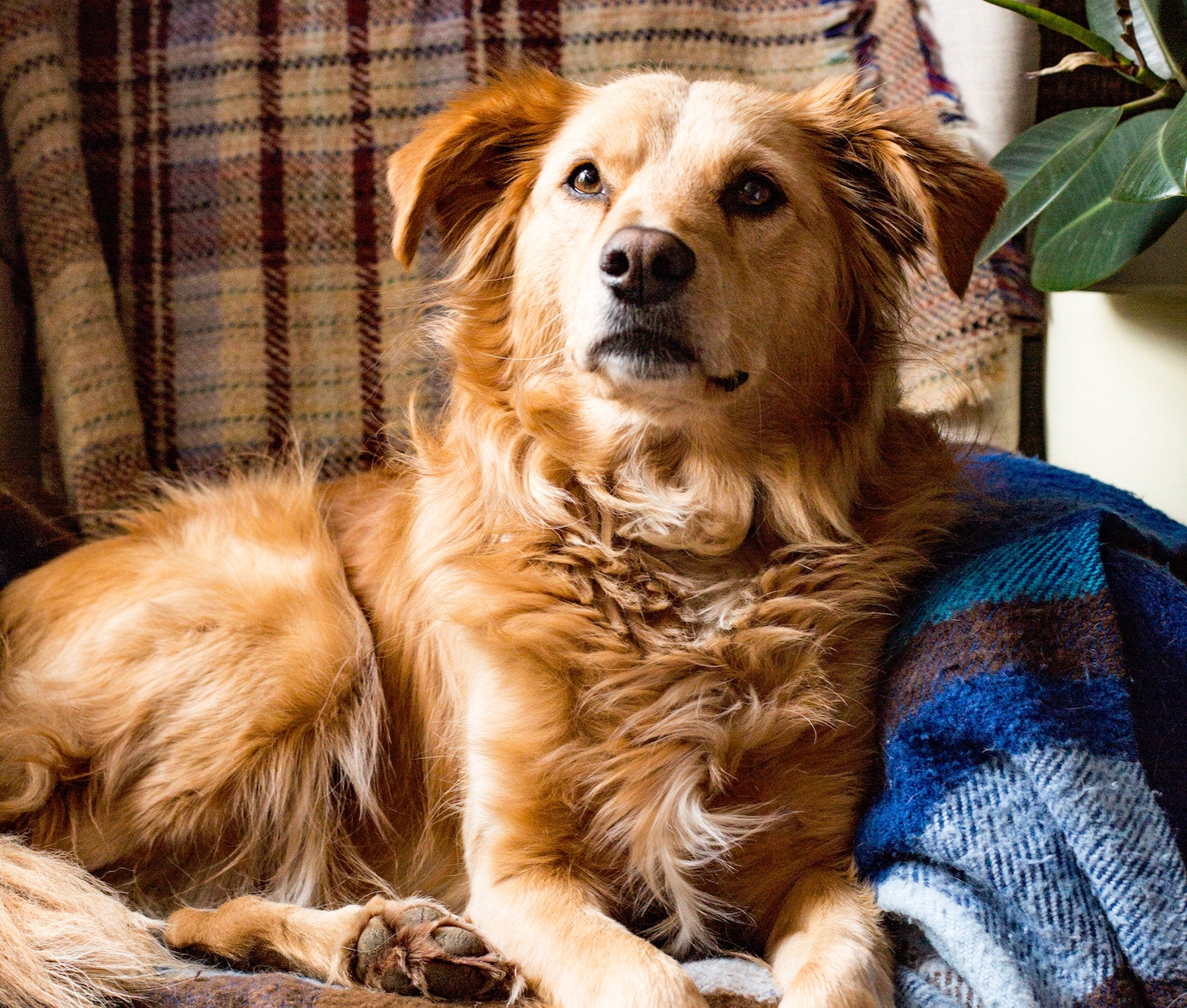Our "Working Dog Food" explained