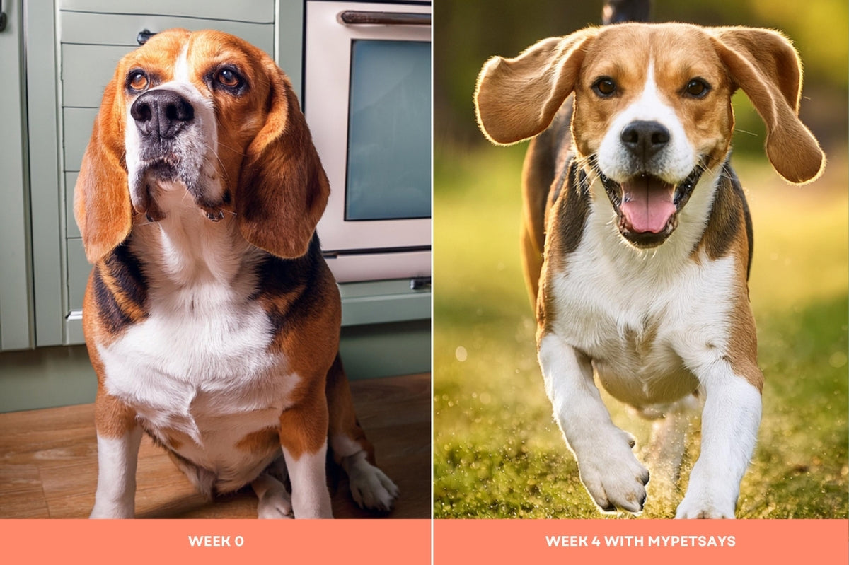 MyPetSays low fat dog food results