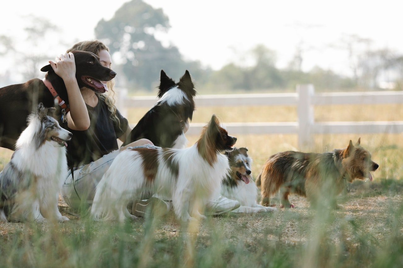 A woman sits gracefully amidst a group of elegant purebred dogs, her heartwarming embrace focused on a charming Labrador Retriever.