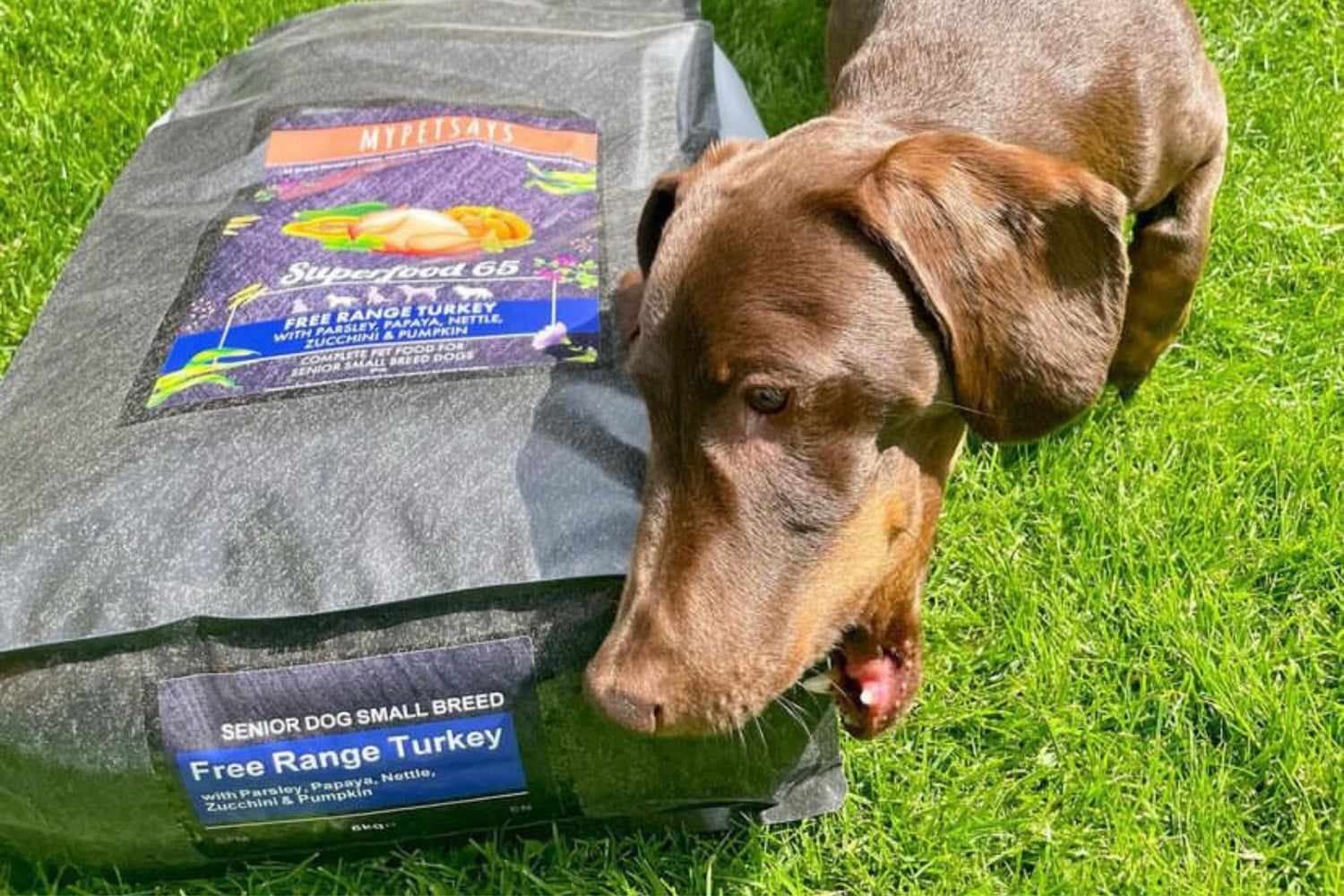 Senior Dog: Addressing the Changing Nutritional Needs of Ageing Dogs