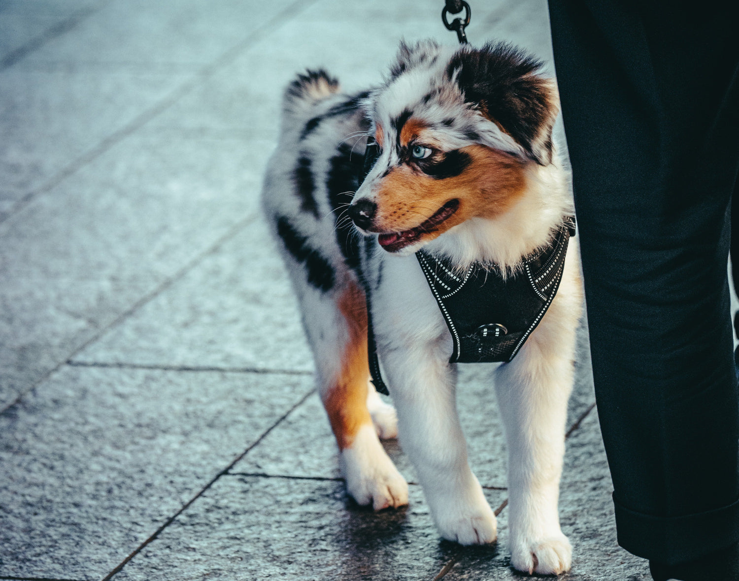 How to help your dog feel more comfortable around strangers