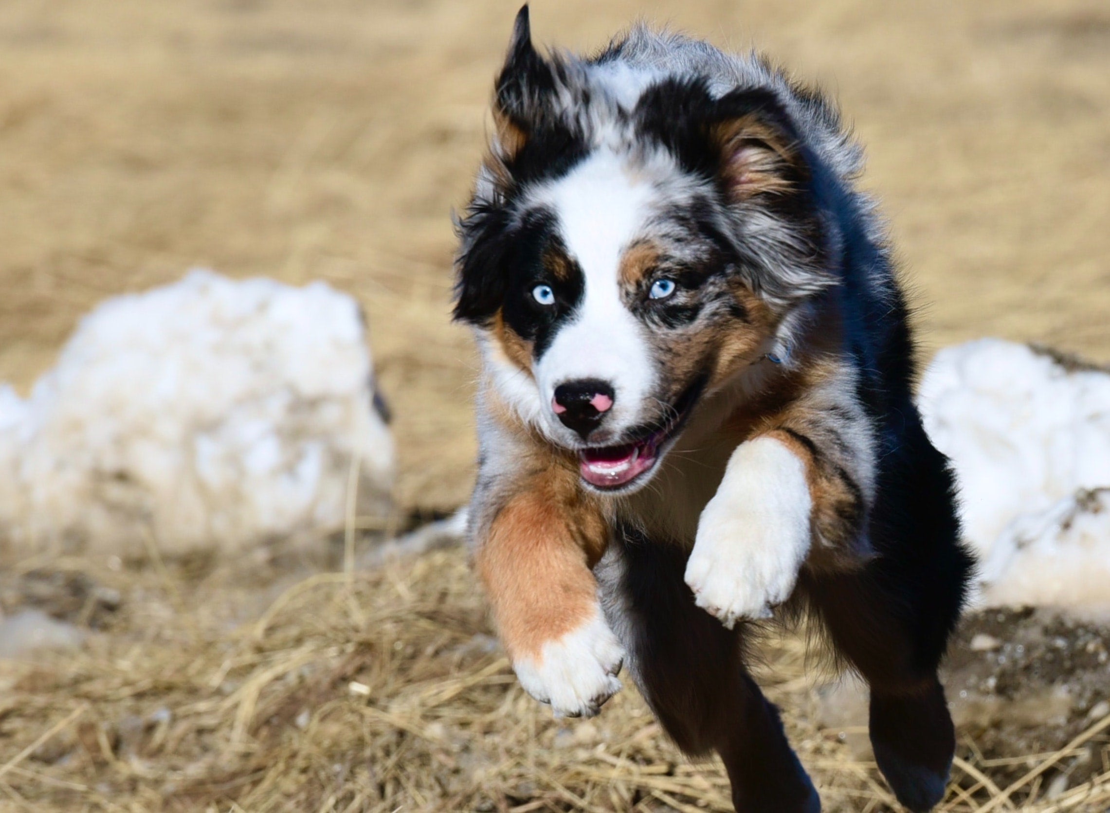 The role of fibre in your dog's diet