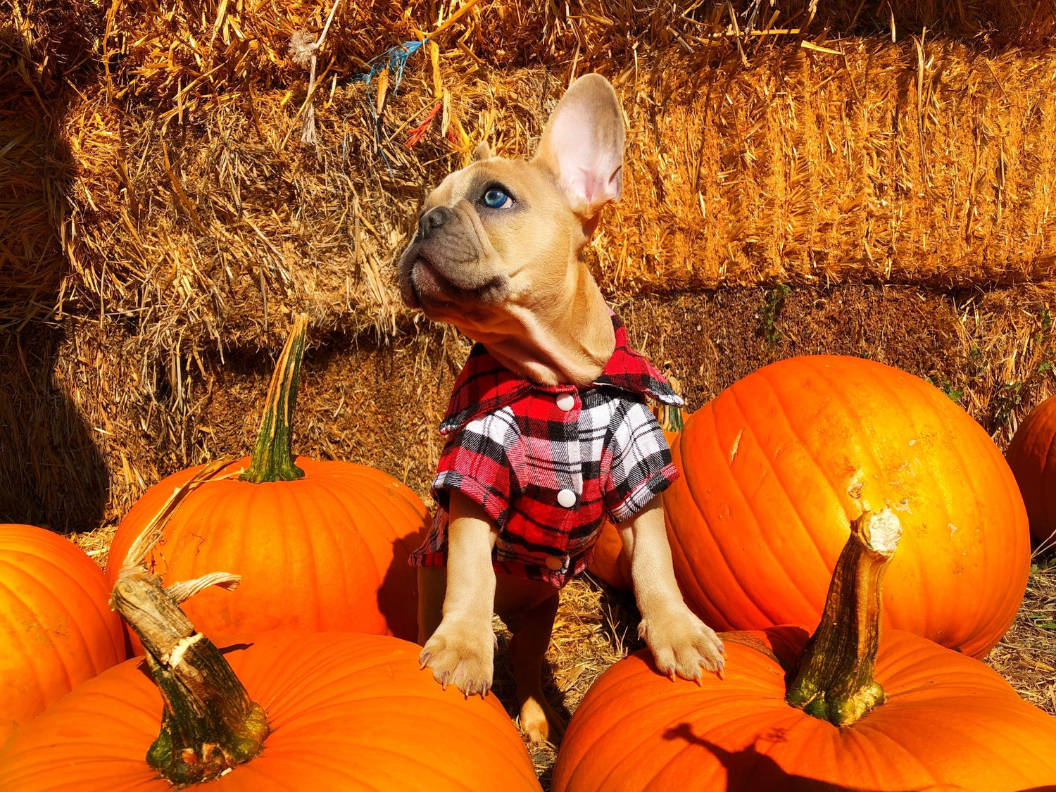 Halloween Dog and pumpkins