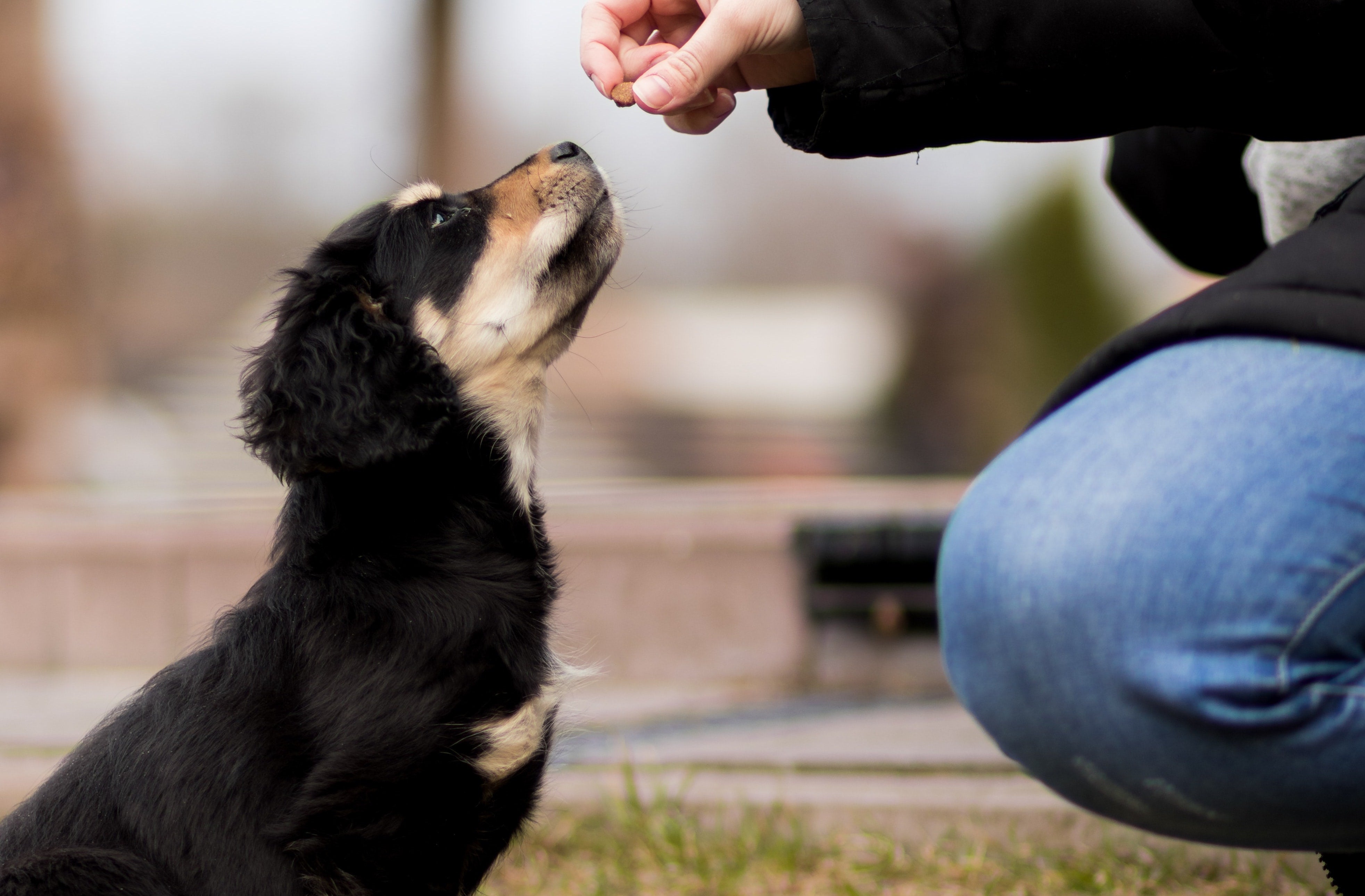 Why are some dogs picky eaters?