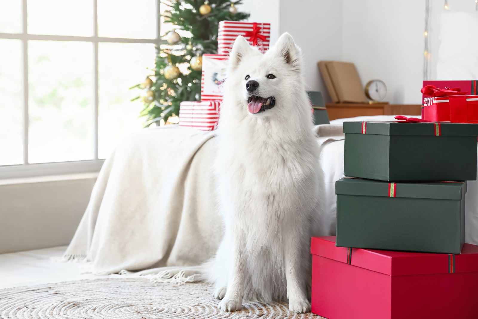 gifts for dog lovers