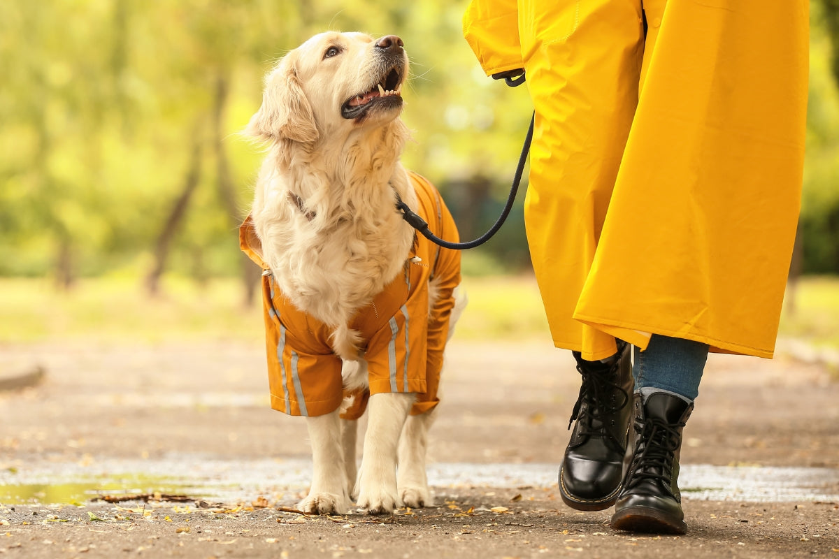 Autumn Dog Care Tips, Dog in the jacket