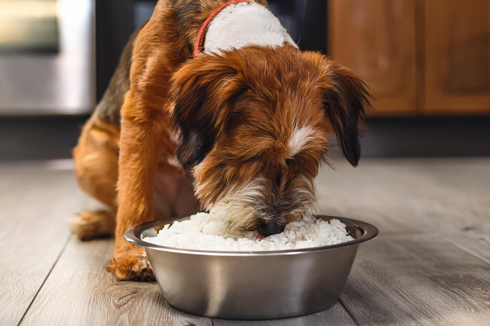 Can dogs eat rice? Dog eating rice