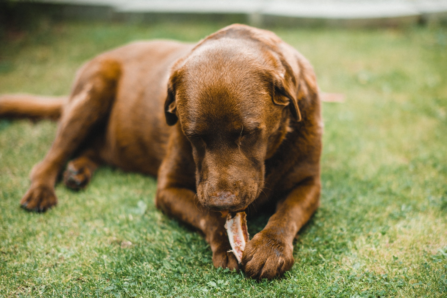 Dog eating bacon, can dogs eat bacon?