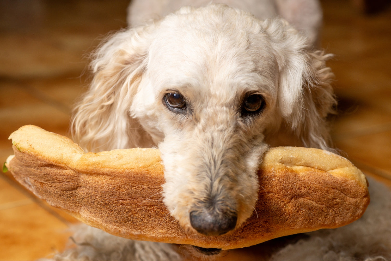 can dogs eat bread, dog with bread
