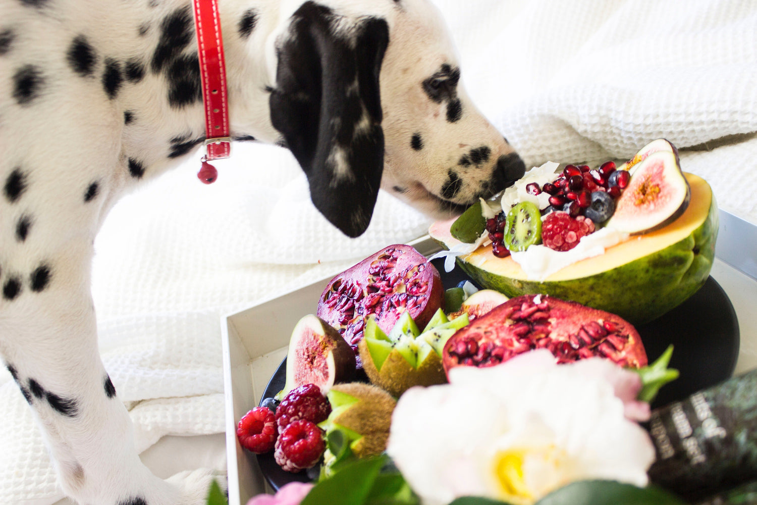 Can dogs eat bananas? Find out which fruits your pooch can and can't eat