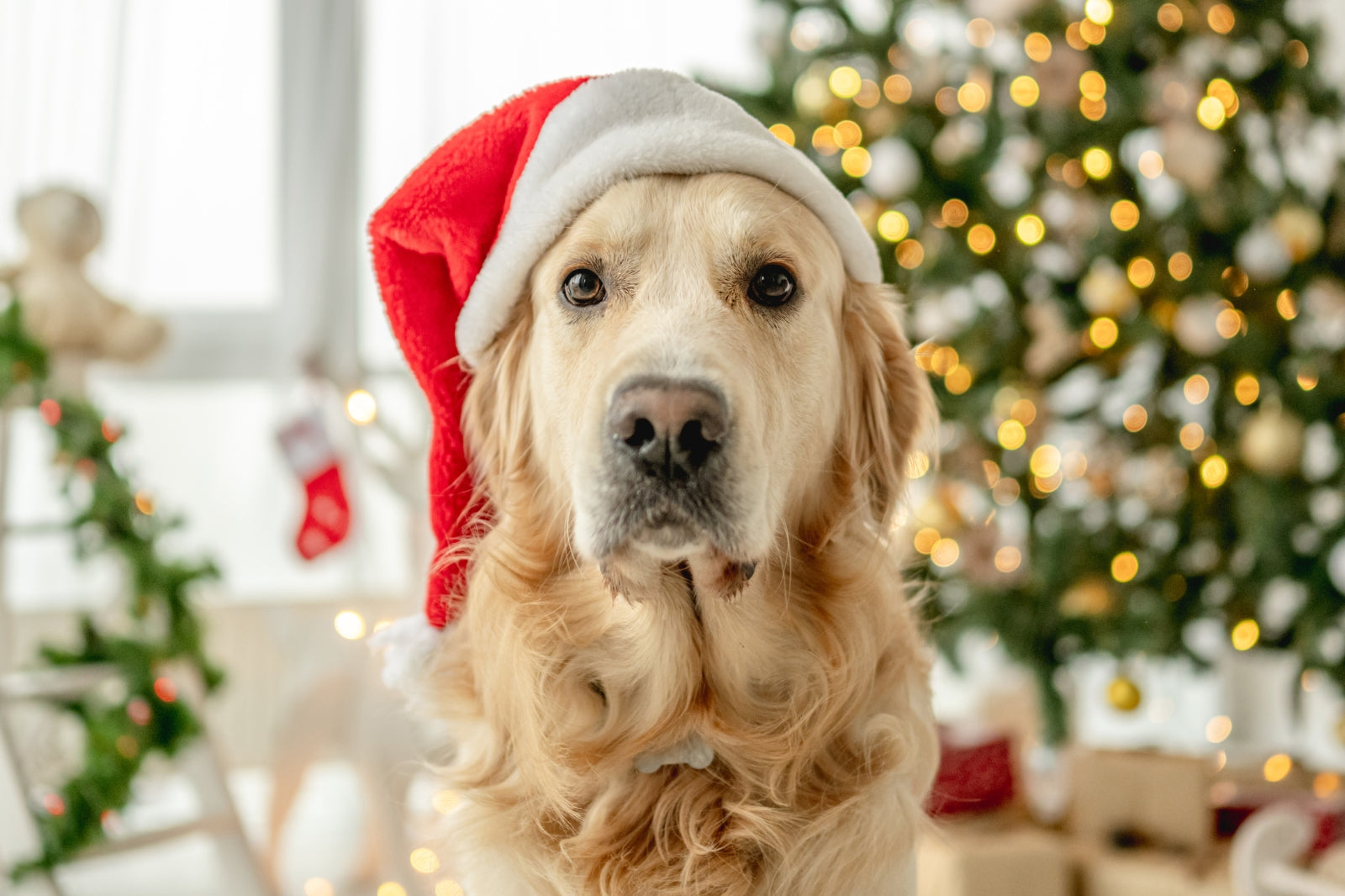 Christmas Dog Golden Retriver, Holiday Safety Checklist for Dogs