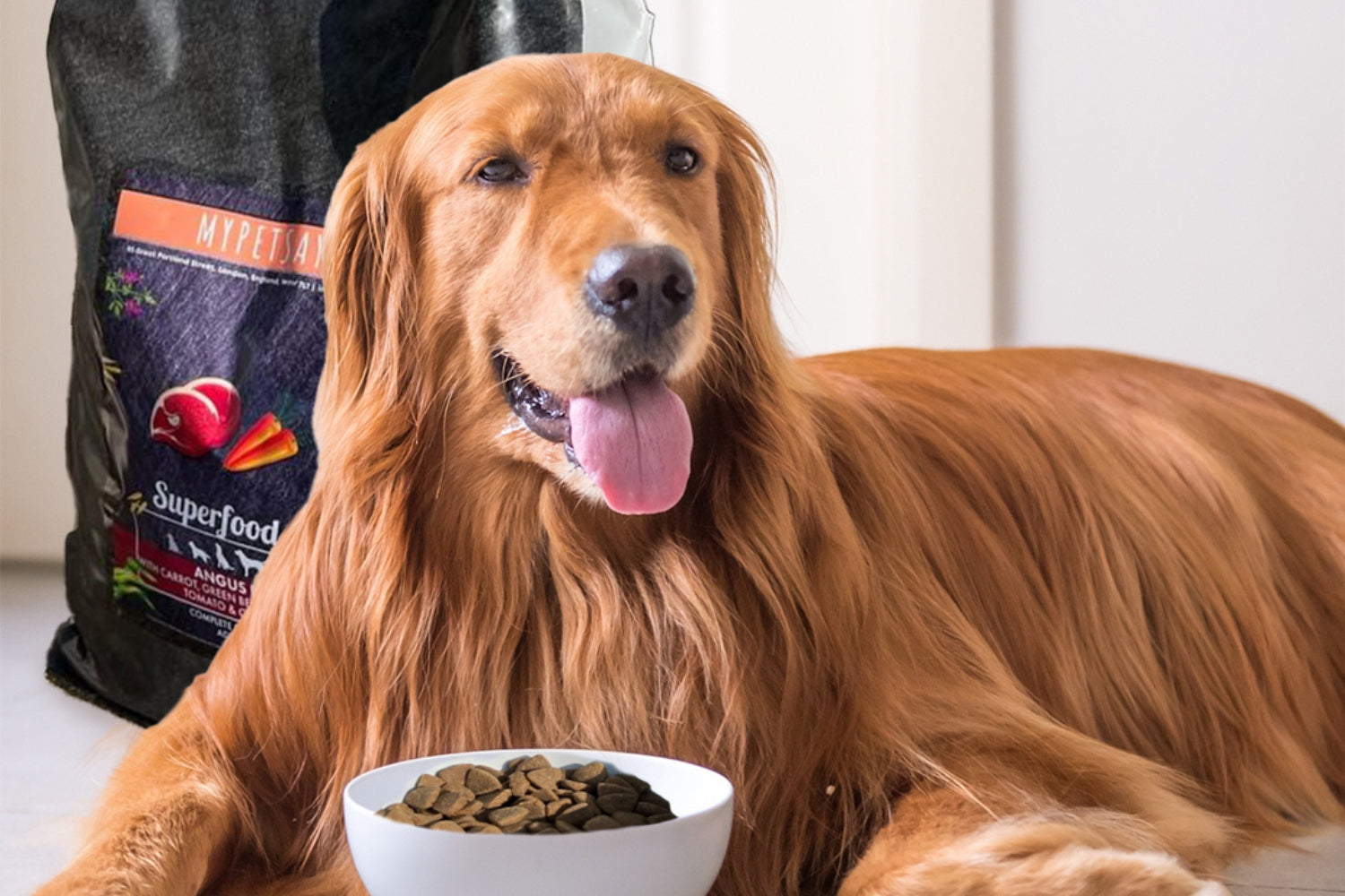 Golden Retriever with grain-free MyPetSays Superfood 65, debunking common myths about dry dog food