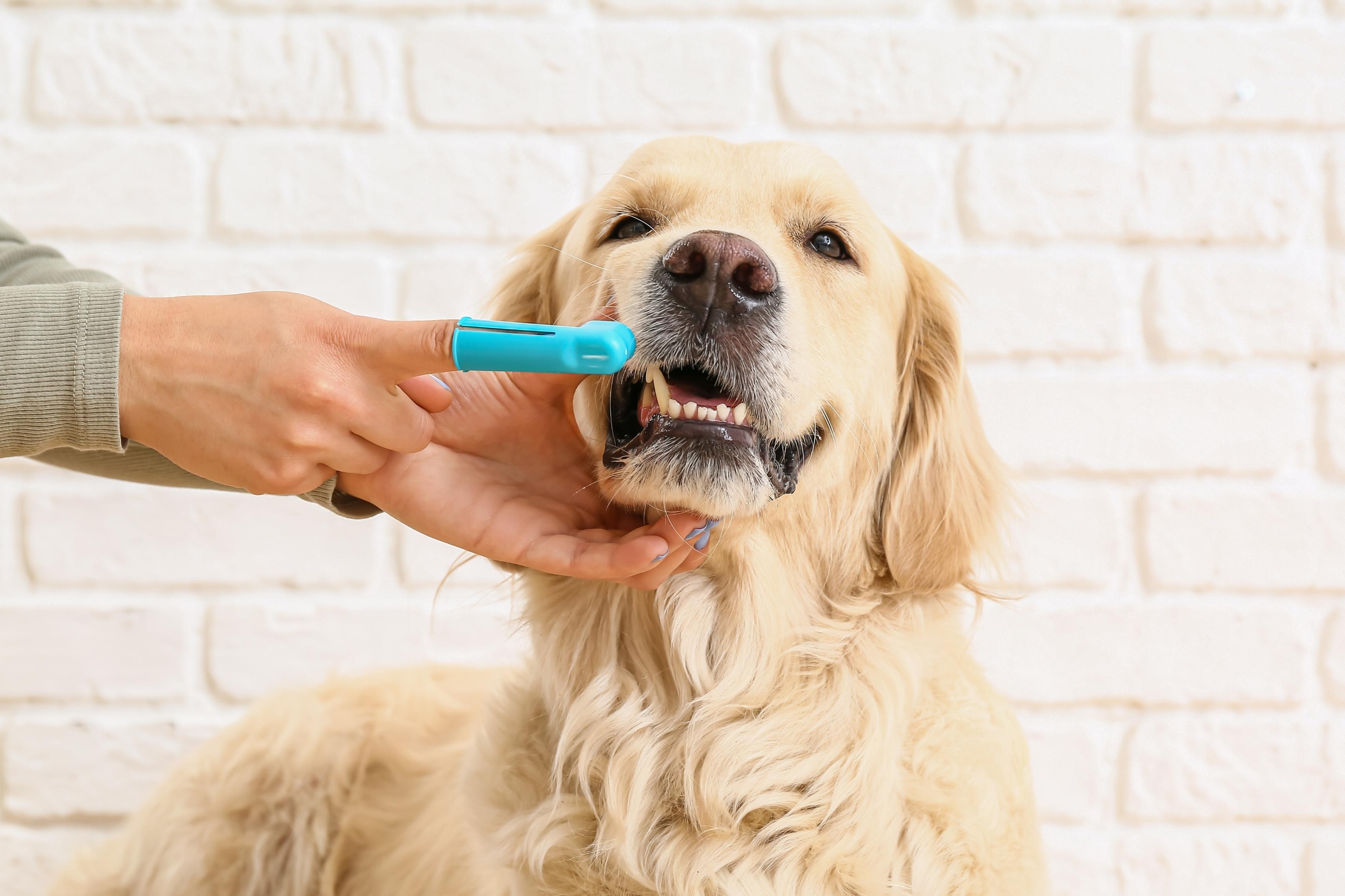 Tips to Keep Your Dog's Teeth Clean and Healthy