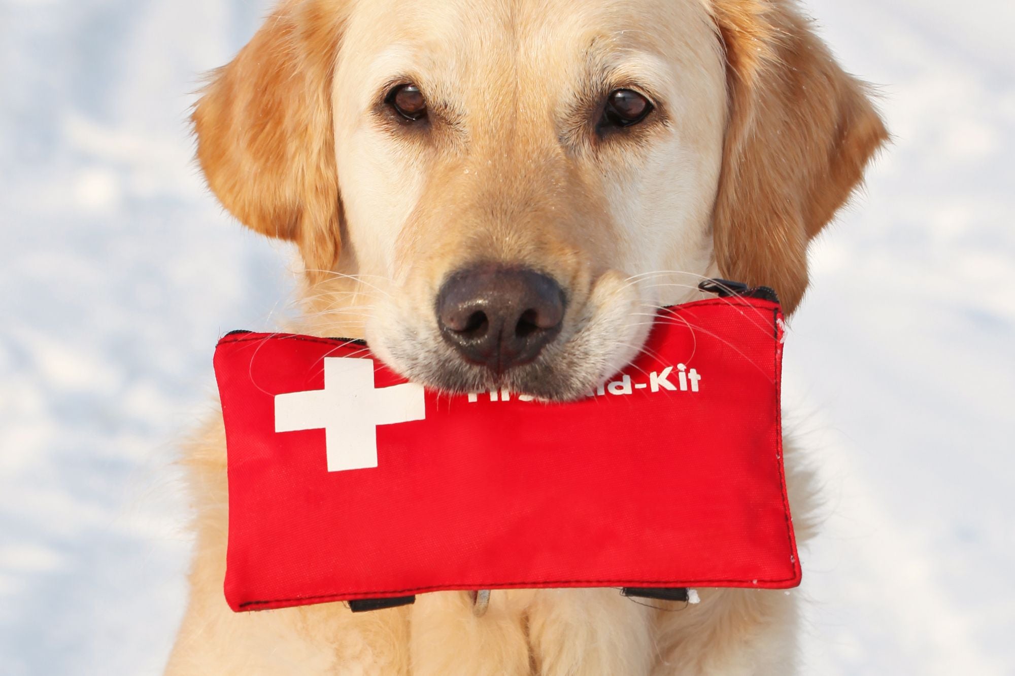 Dog First Aid: Essential Skills Every Dog Owner Should Know
