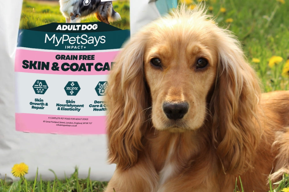  Dog Food for Sensitive Dogs: Impact+ Hydrolysed Dog Food for Skin &amp; Coat Care - Salmon