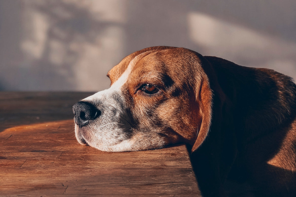 Dog Mental Health Myths Debunked