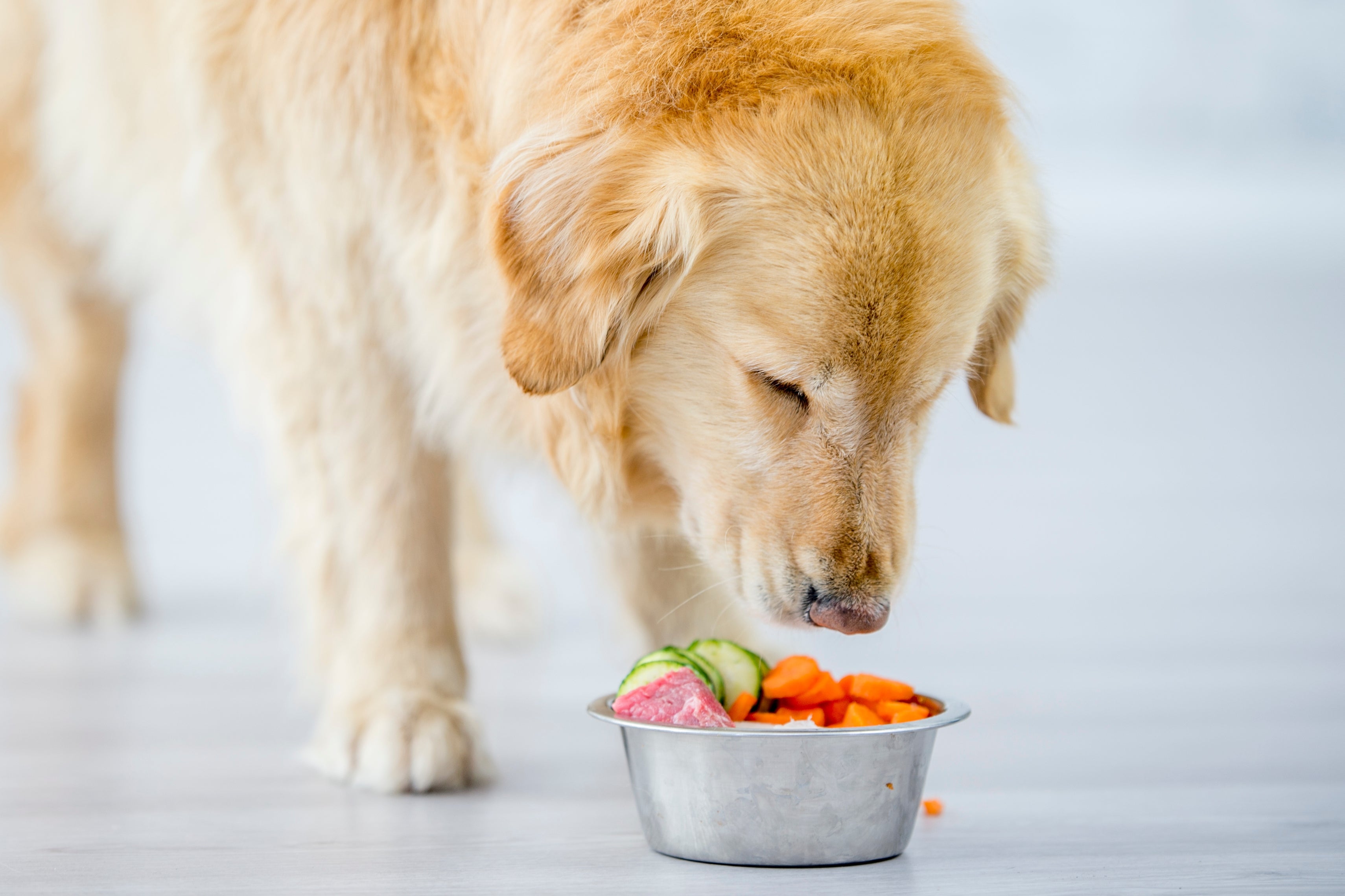 The Vegetables Your Dog Can and Can't Eat