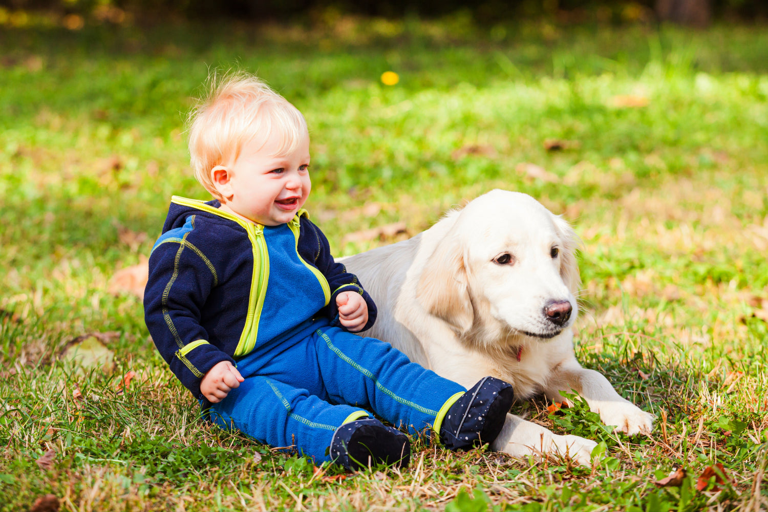 The best dog breeds for families with young kids