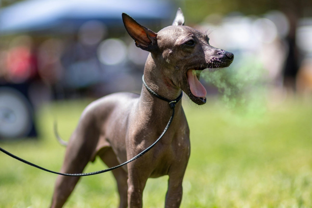 Dog's Bad Breath