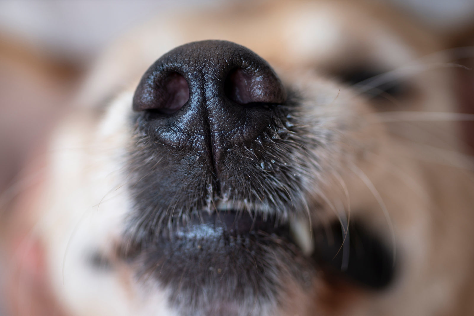 dog's runny nose