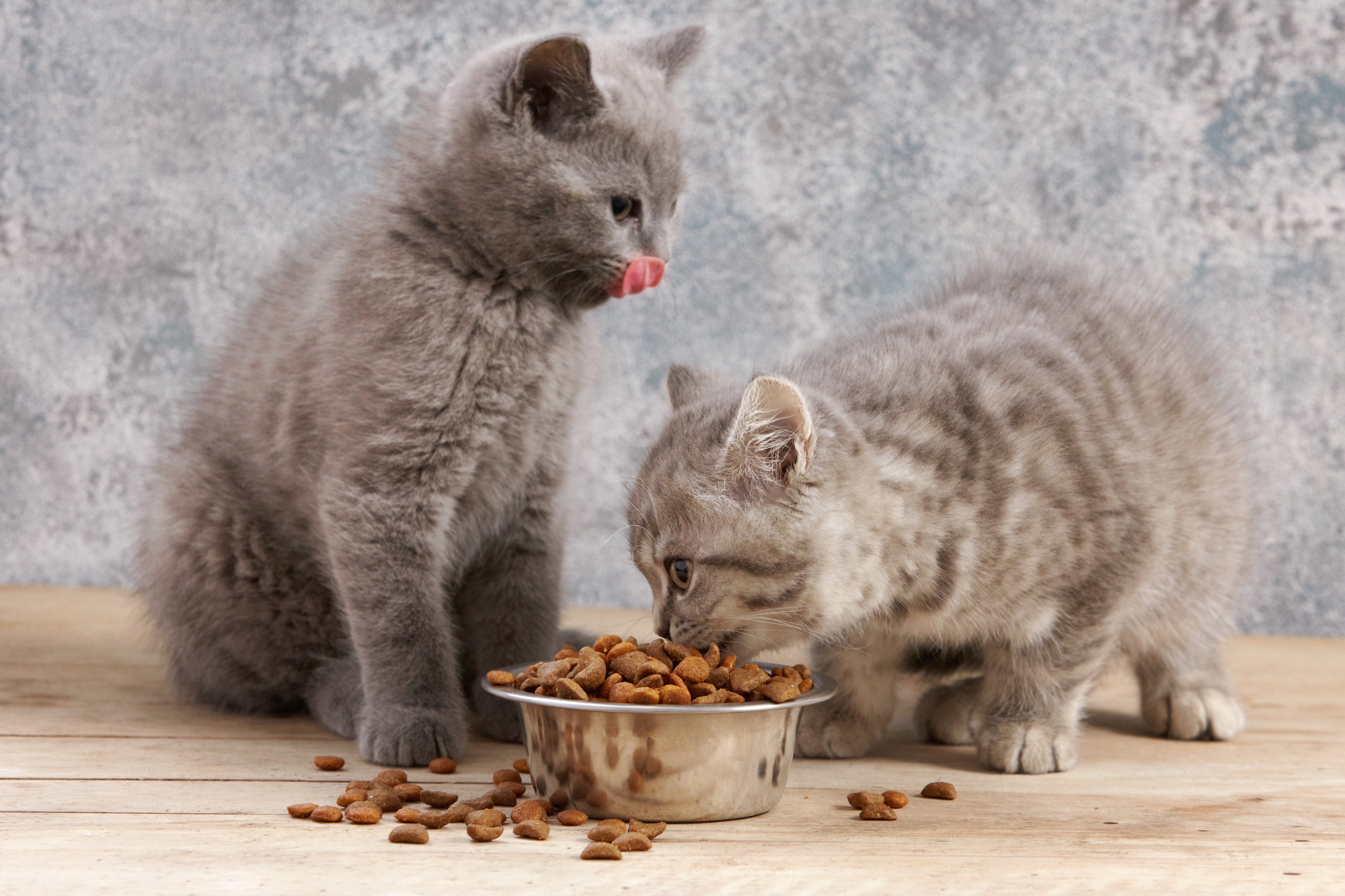 Two kittens eating high-quality MyPetSays kitten food without grains