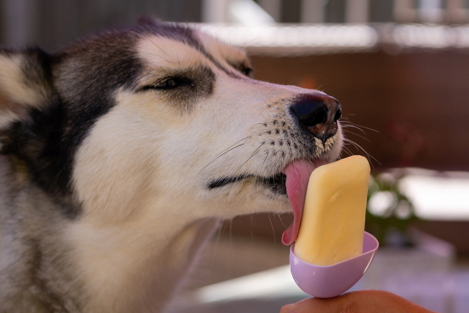 Dog eating summer treat pumpkin popsicle