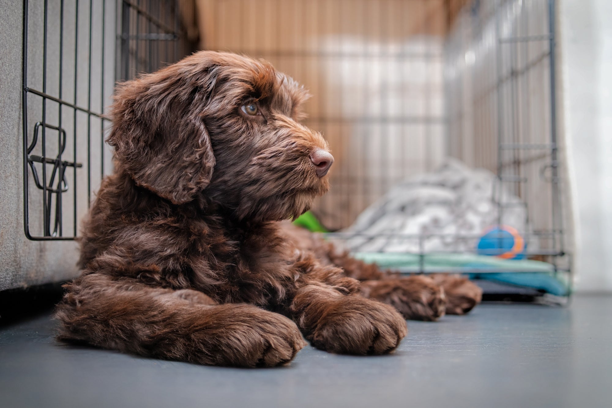 Puppy house training, a guide to house training your dog