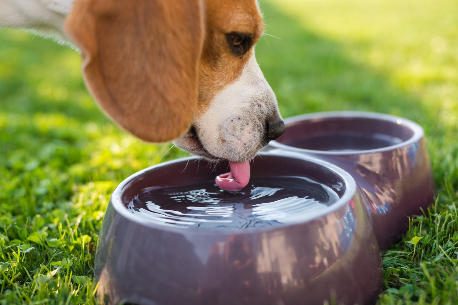 Dog drinking water, how much should your dog drink every day