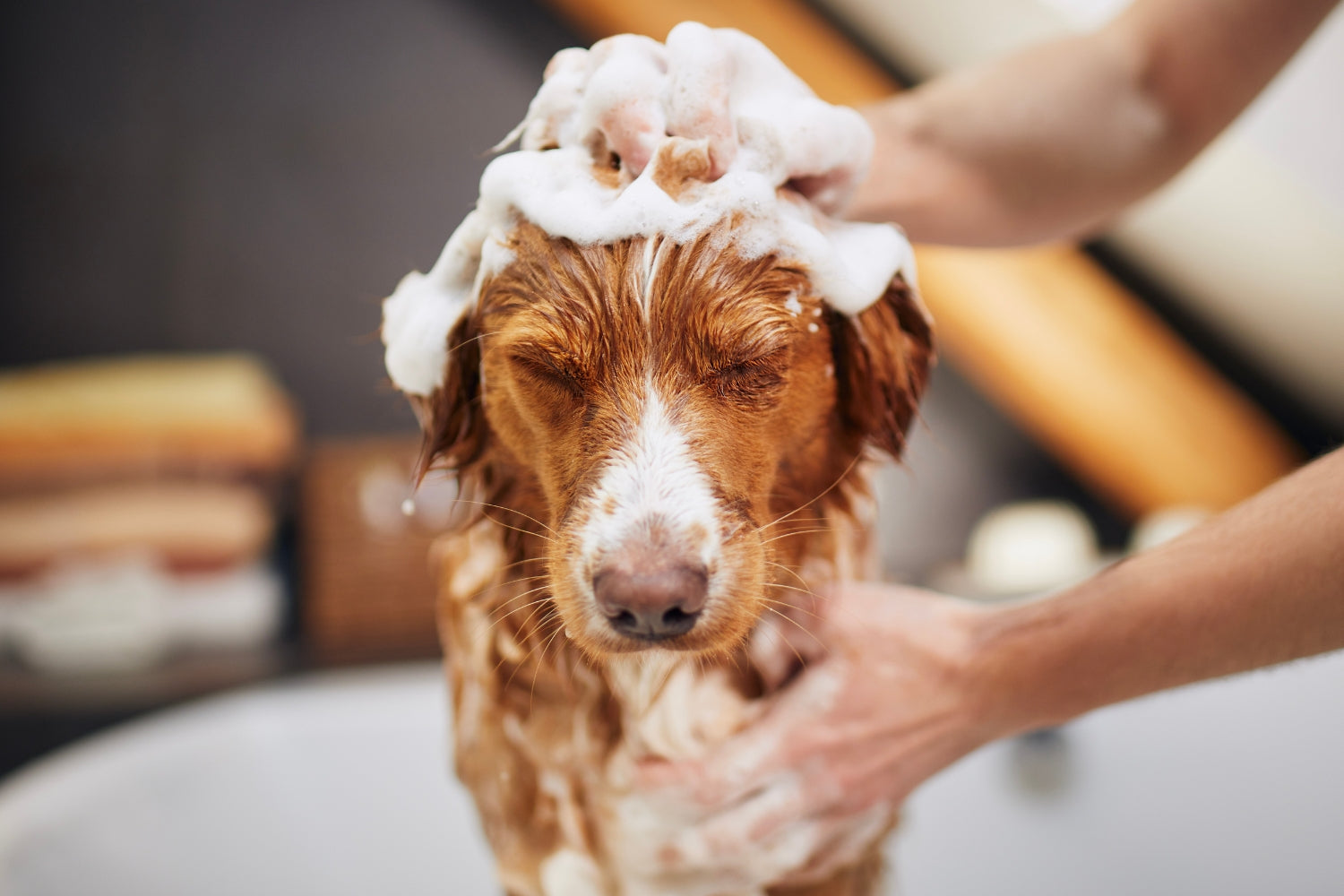Bathing dog, how often should I bathe my dog