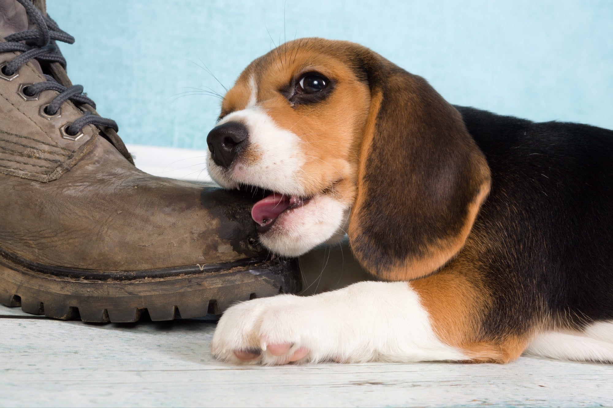 How to stop a shop puppy from chewing on shoes